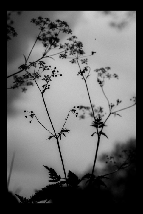 Leaked allison1111 header onlyfans leaked