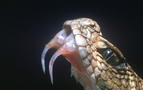 Leaked astargoth_free header onlyfans leaked