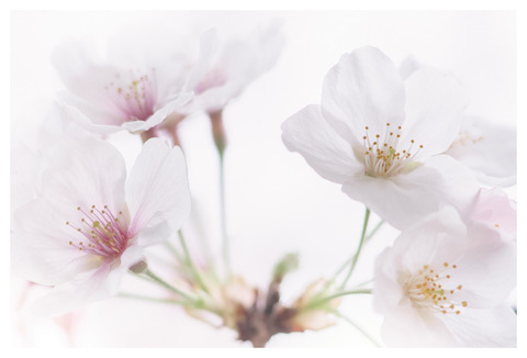 Leaked astra_138 header onlyfans leaked