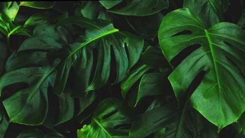 Leaked auroraluna header onlyfans leaked