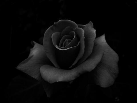 Leaked blck-rose header onlyfans leaked