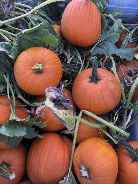 Leaked bugboybuddy header onlyfans leaked