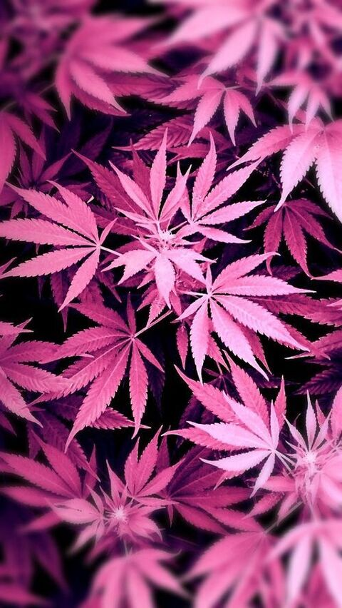 Leaked cannababecara header onlyfans leaked