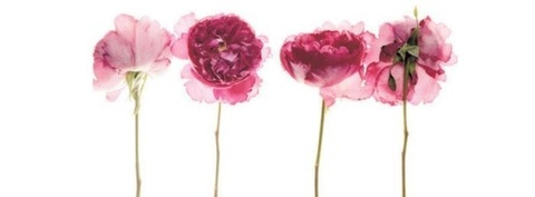 Leaked charjade header onlyfans leaked