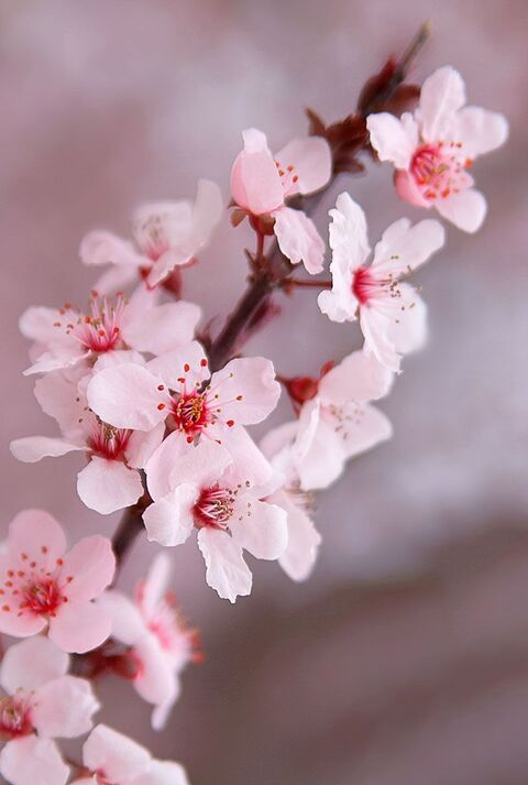 Leaked cherry_blossom header onlyfans leaked