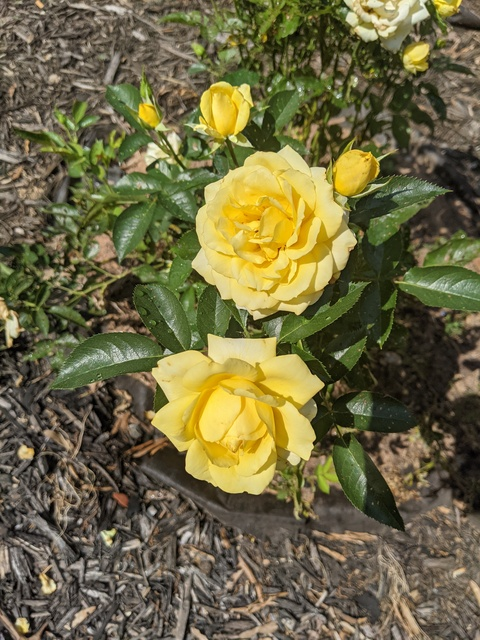 Leaked cocohoney95 header onlyfans leaked