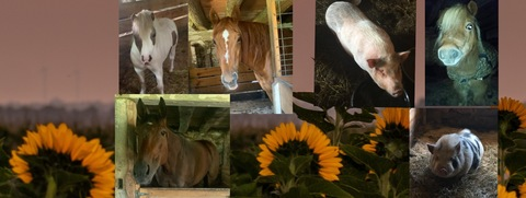 Leaked dieselbelle header onlyfans leaked