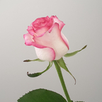 Leaked erotic_elea onlyfans leaked