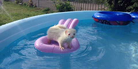 ferret OnlyFans - Free Access to 32 Videos & 49 Photos Onlyfans Free Access