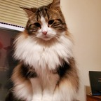 Leaked freyjathecat onlyfans leaked