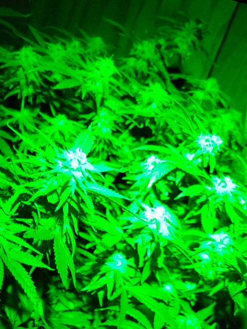 Leaked greeenfairy419 header onlyfans leaked