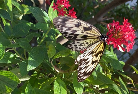 Leaked jamelizzzz header onlyfans leaked