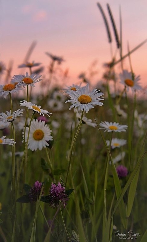 Leaked lavenderdeath header onlyfans leaked