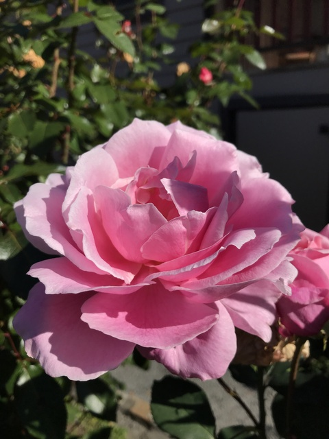 Leaked lexpeachemoji header onlyfans leaked