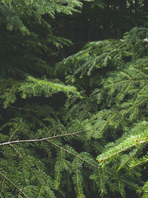 Leaked pinesoulvip header onlyfans leaked