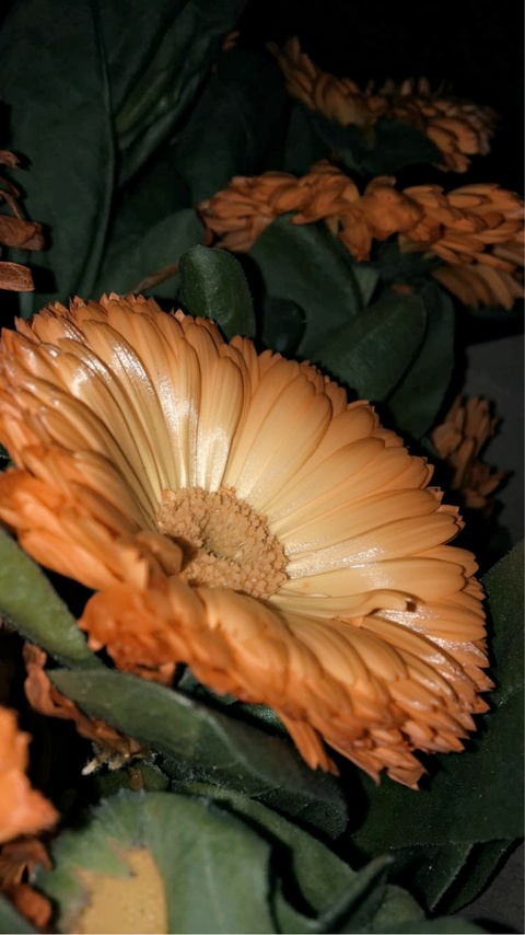 Leaked poisoned.bitch header onlyfans leaked