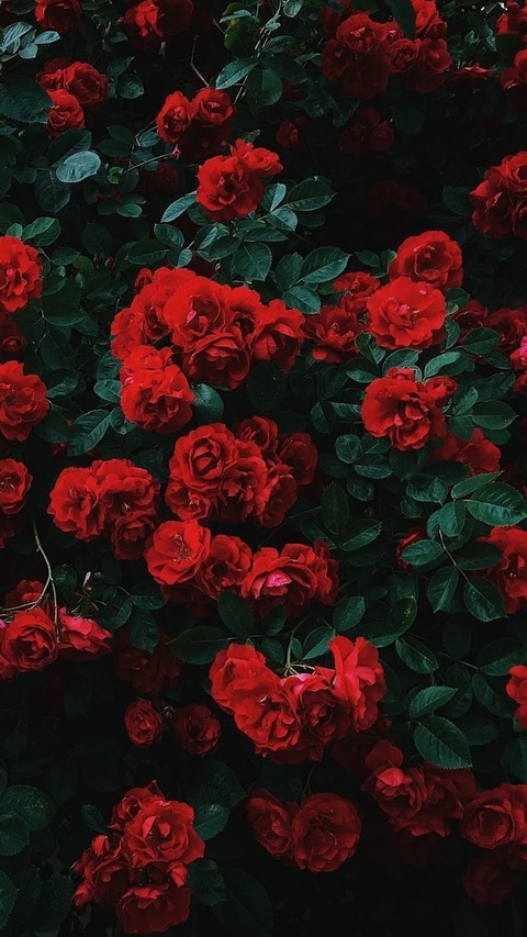 Leaked realprettyrose header onlyfans leaked