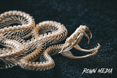 Leaked rown_official header onlyfans leaked