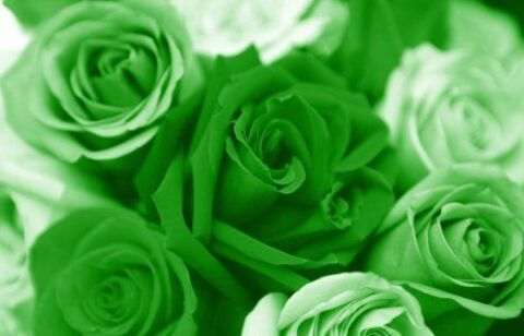 Leaked roxigreen header onlyfans leaked