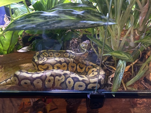 Leaked snake_nerd2001 header onlyfans leaked