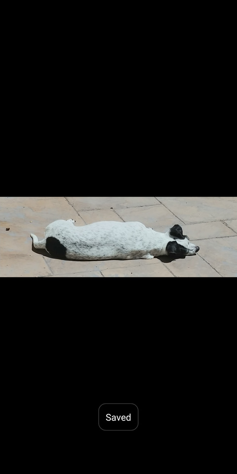 Leaked sneakykirby header onlyfans leaked