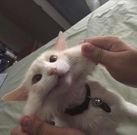 Leaked sophlainey header onlyfans leaked