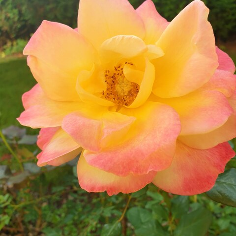 Leaked starbajbe header onlyfans leaked