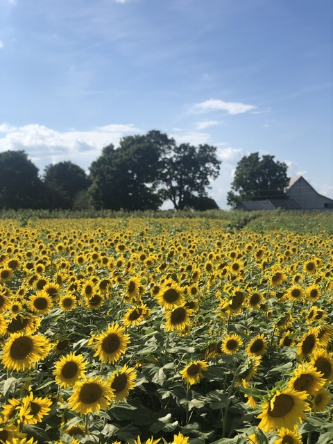 Leaked strawberryshantel header onlyfans leaked