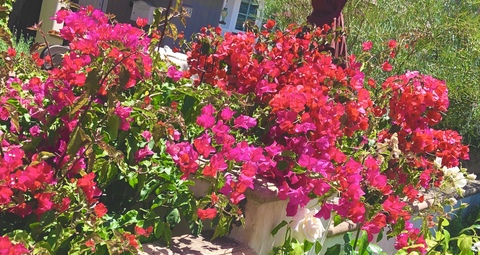 Leaked sweetlikecookies header onlyfans leaked