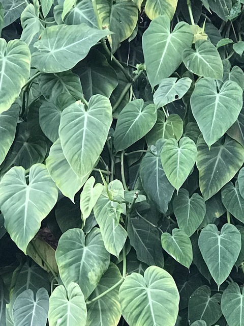 Leaked tigerscott header onlyfans leaked