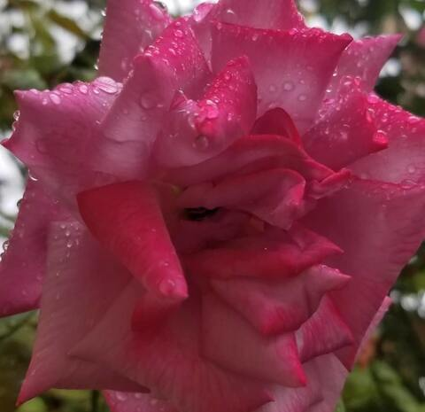 Leaked vevelarue header onlyfans leaked