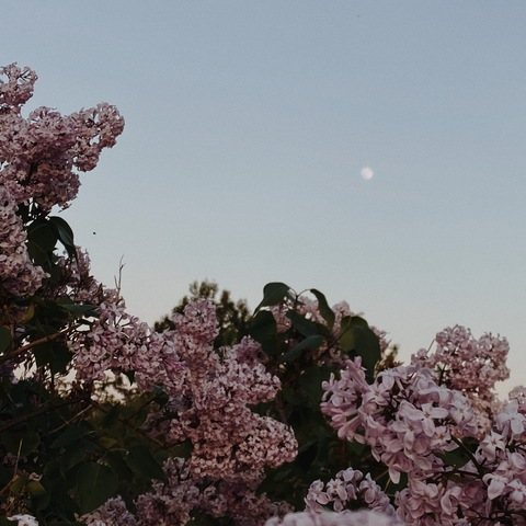 Leaked violetsky777 header onlyfans leaked