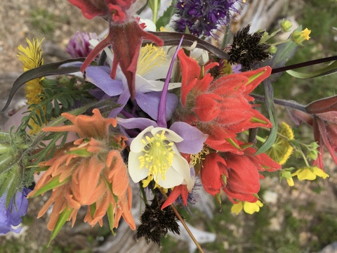 Leaked wastelandwildflower header onlyfans leaked