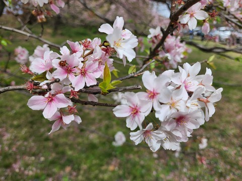 Leaked yogurtsoju header onlyfans leaked