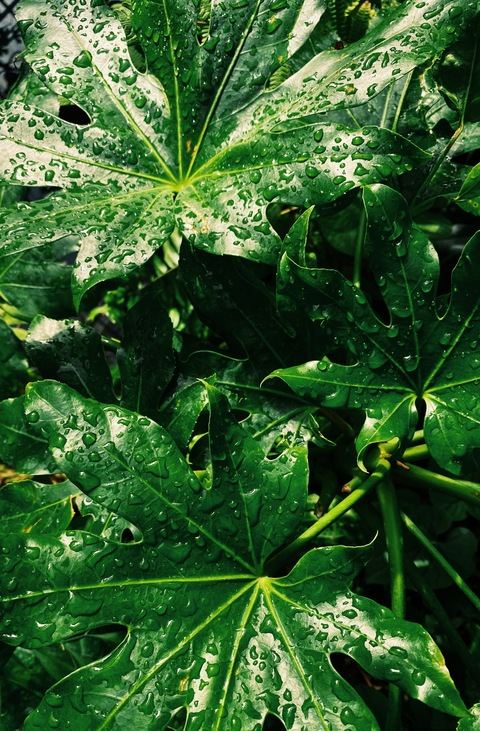 Leaked yourplantdad header onlyfans leaked